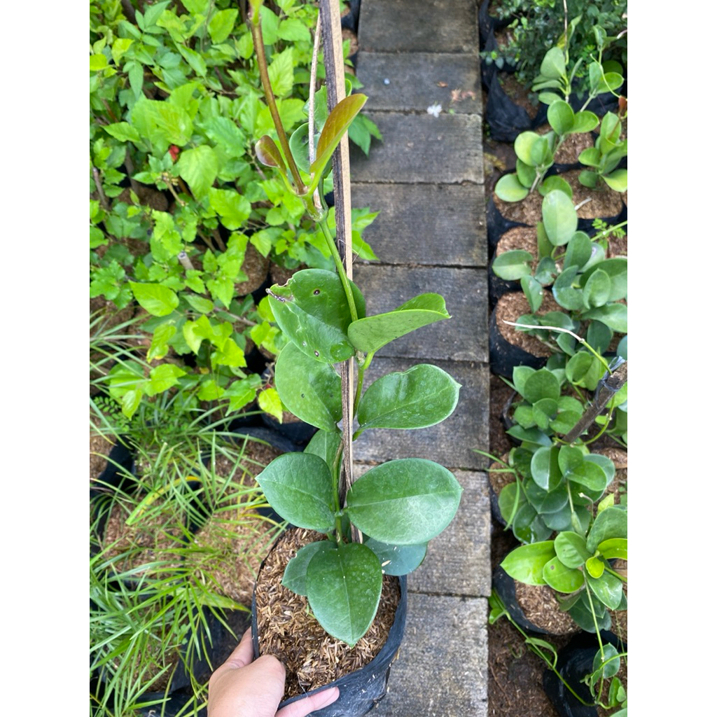Hoya australis - tanaman hias - tanaman hoya australis
