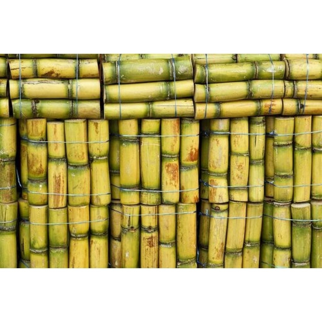 Tebu kuning tebu manis/siap konsumsi bisa di buat bbit