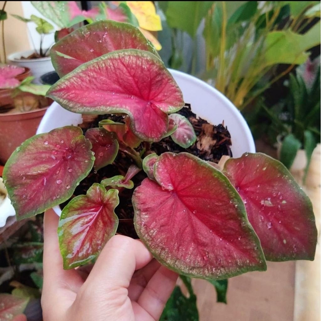 tanaman hias red jaguar/bunga hidup/tanaman murah meriah