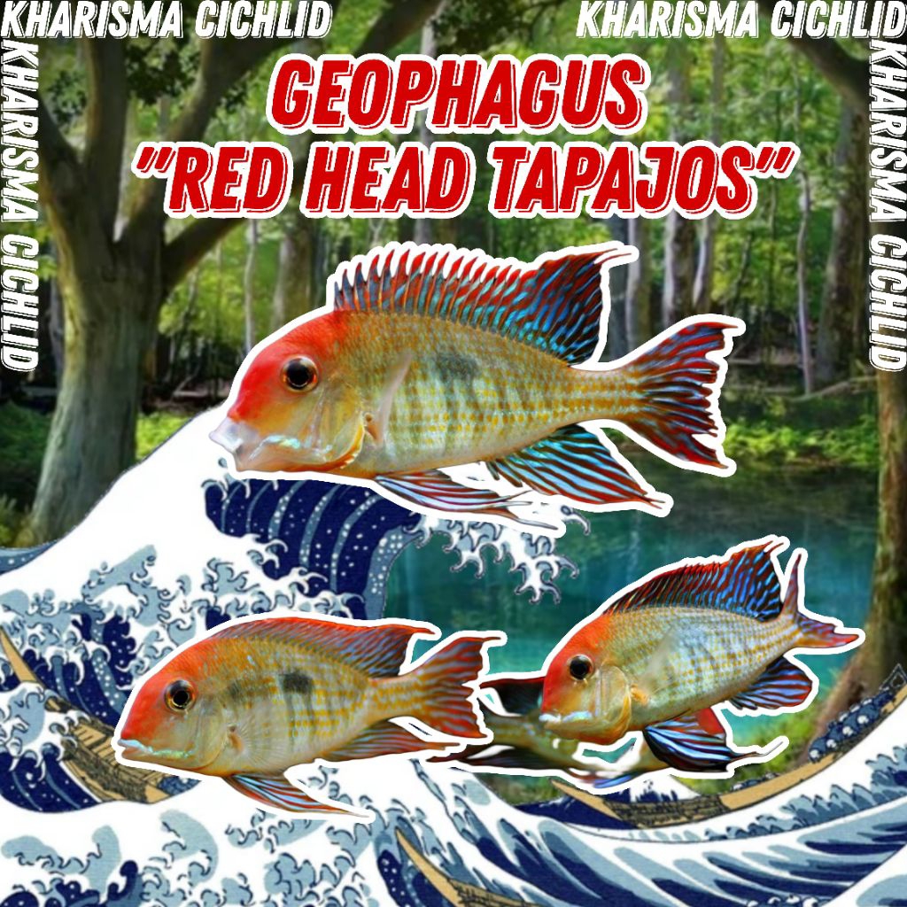 Geophagus Red Head Tapajos Cichlid / South American Eartheater Cichlid