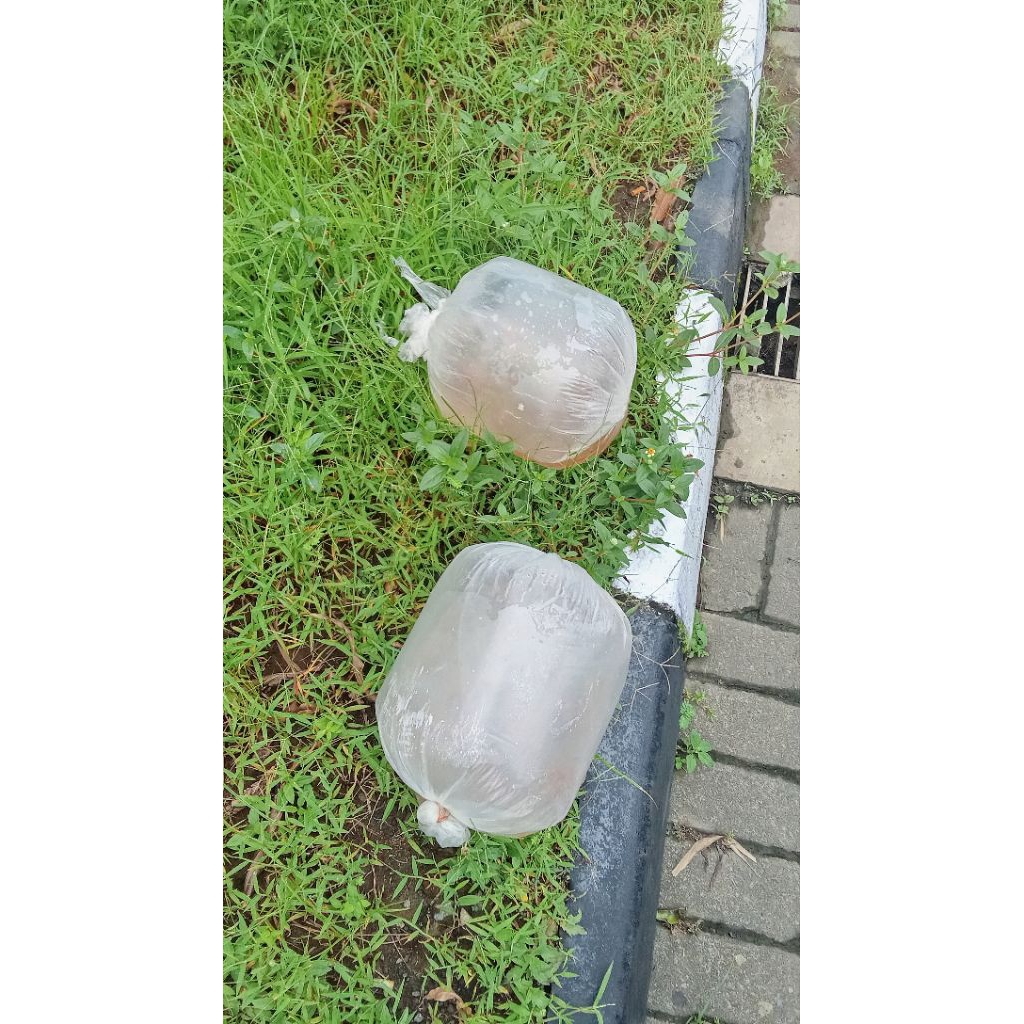 paket 200ekor nila hitam ukur 2cm (kekar)