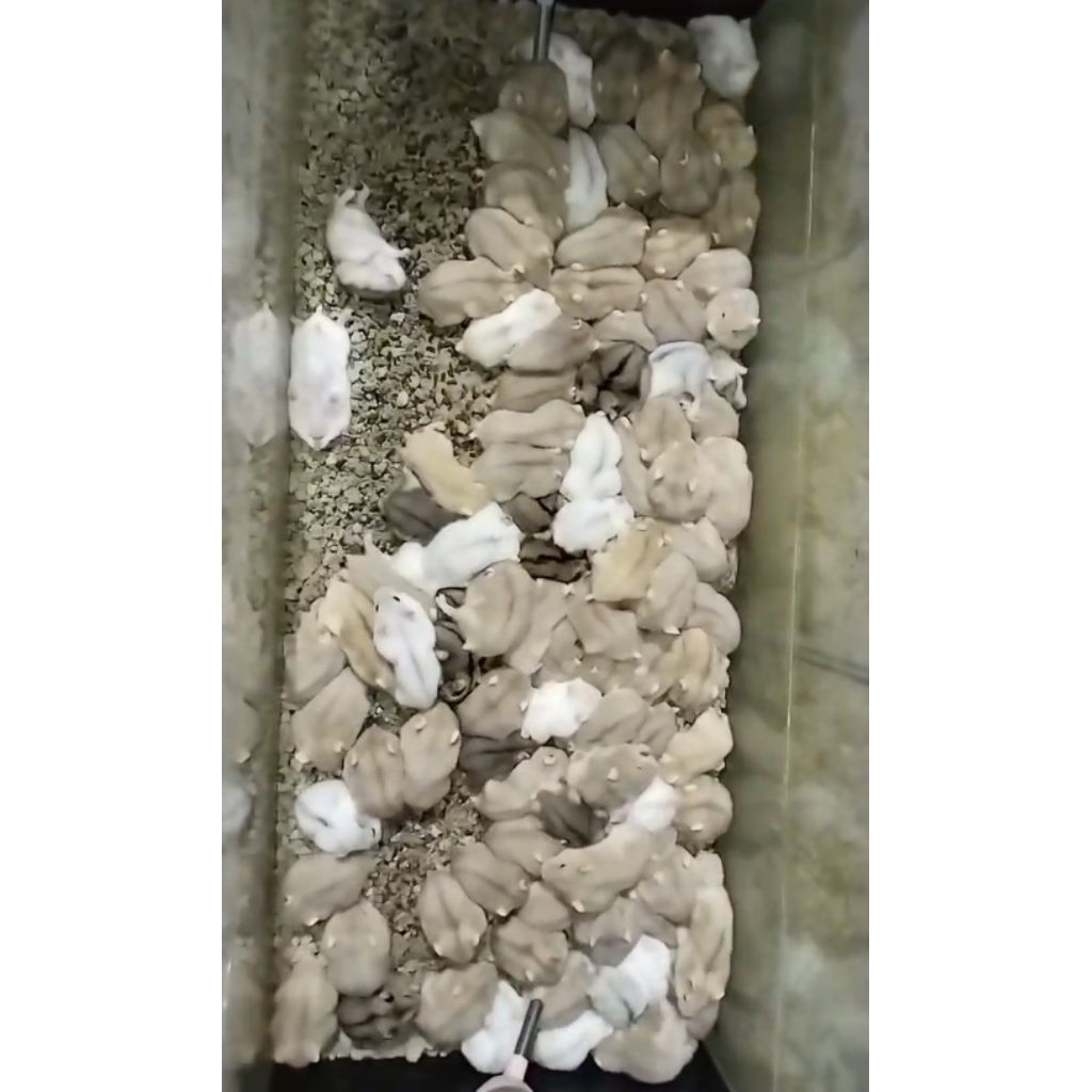 Hamster Winter White Jantan & Betina