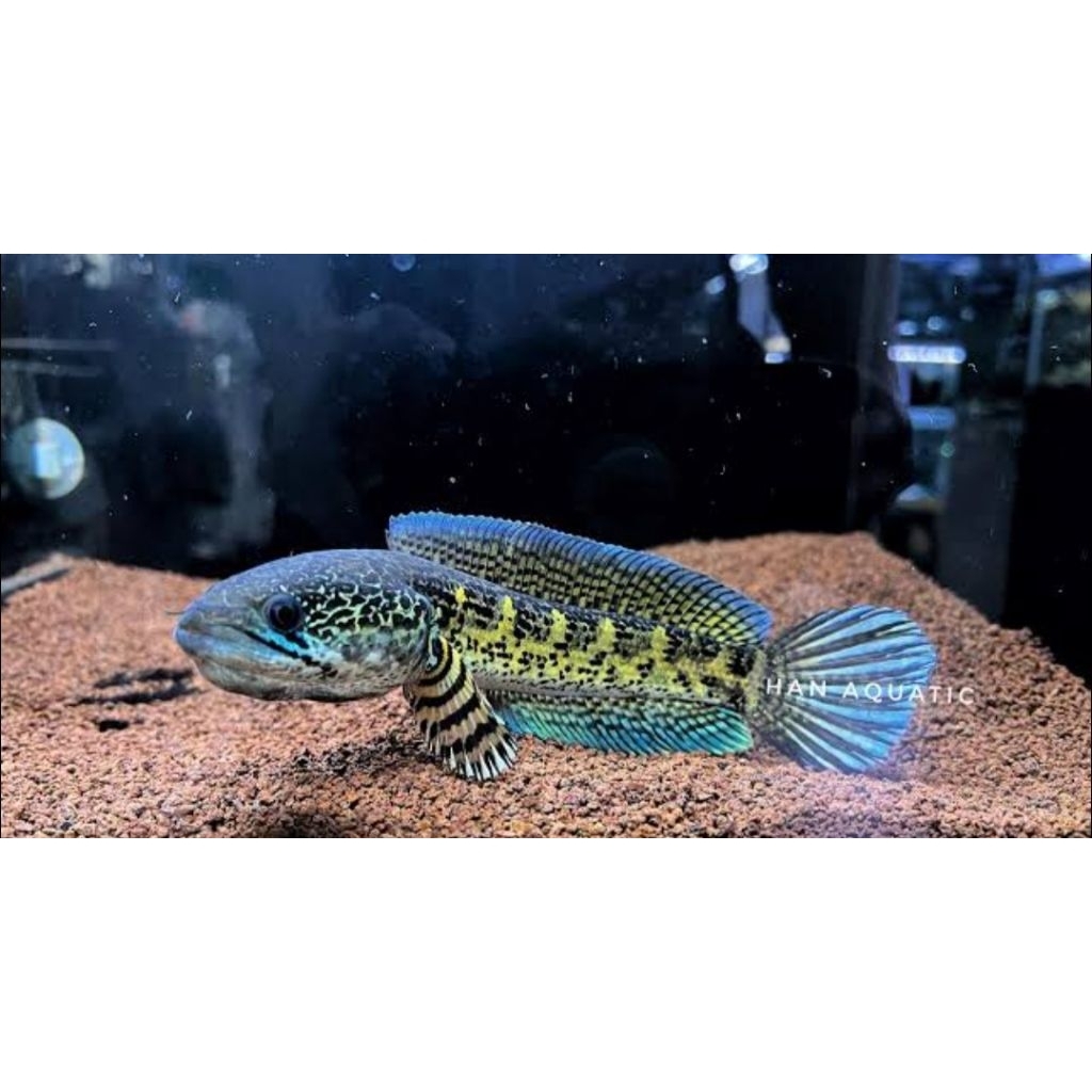 auranti beby calon gondrong