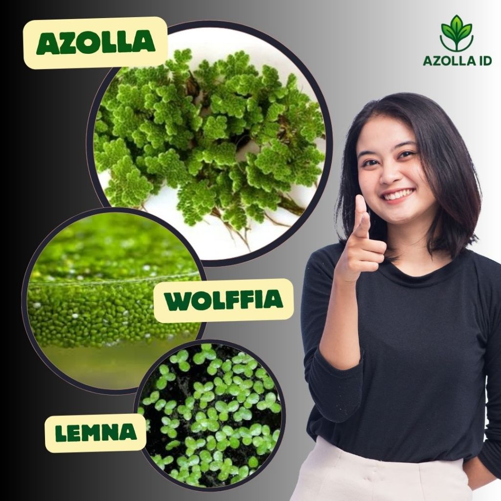 Wolffia 500gram, Azolla 250gram Lemna 50gram