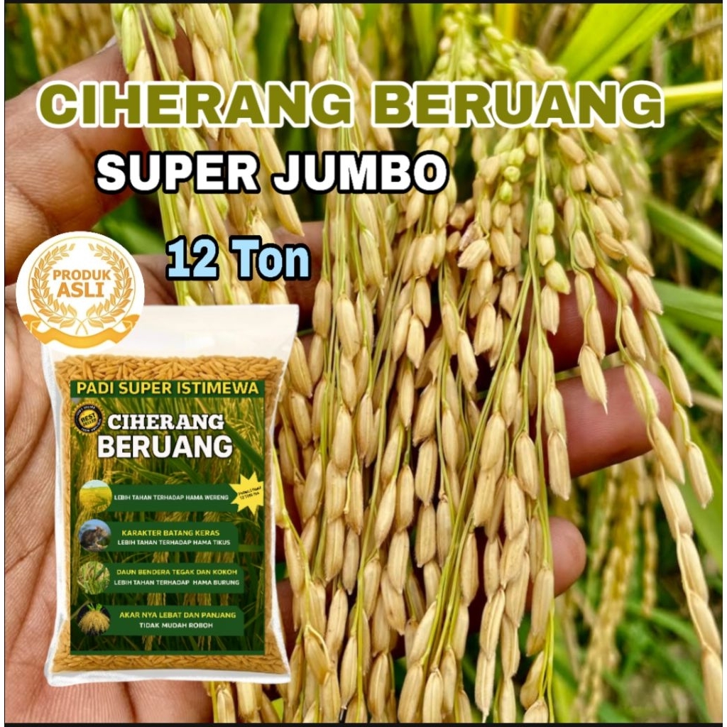 ISI KEMASAN 5KG CIHERANG BERUANG BENIH BIBIT PADI SUPER GABAH BERKUALITAS UNGGUL GENJAH HASIL MELIMP