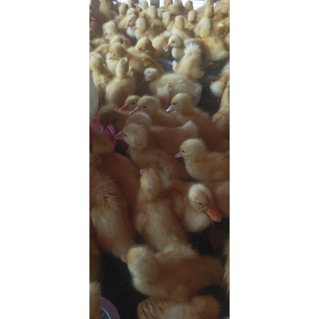 Peking Putih - Anak bebek Peking - bibit Pekong - dod peking