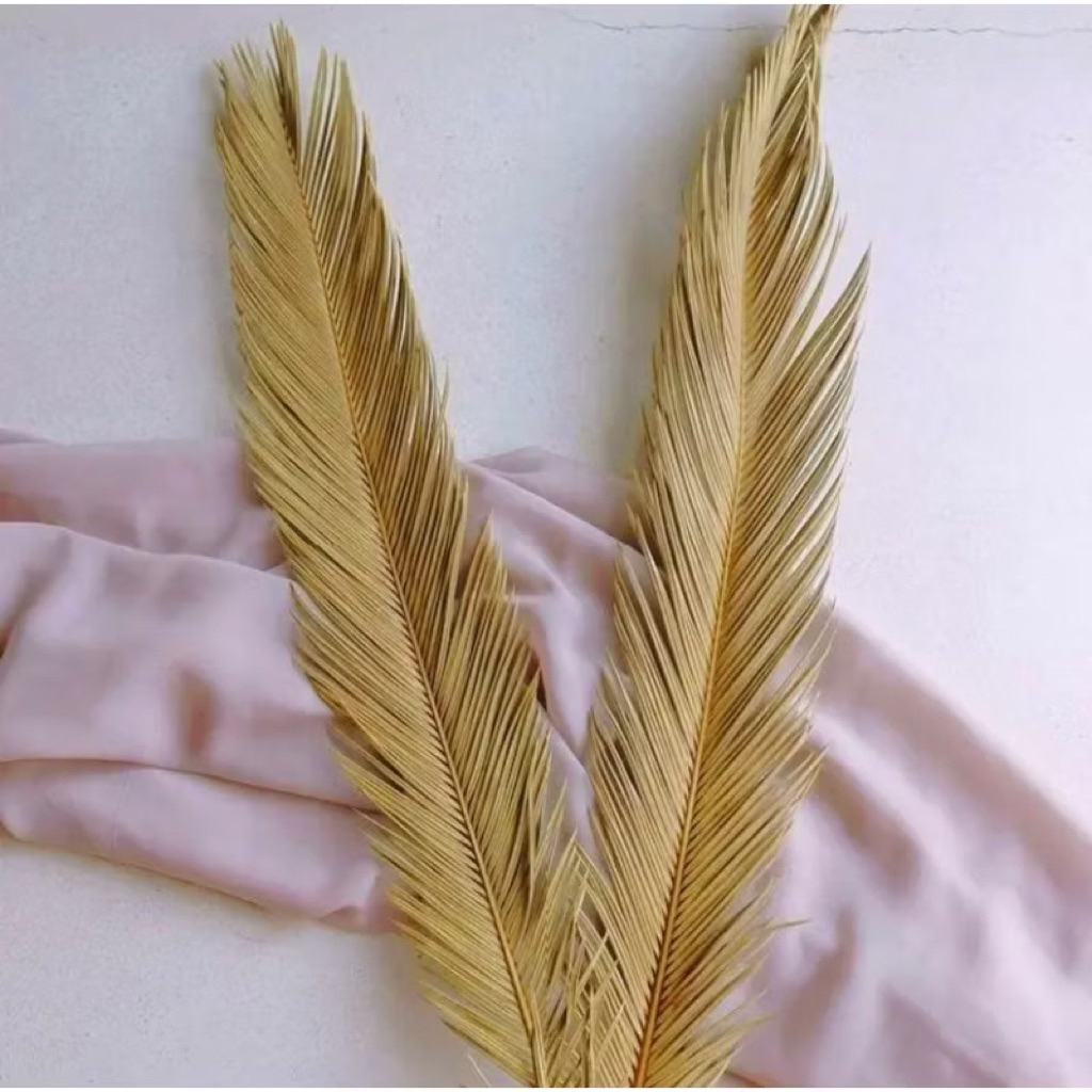 Daun Sikas Natural | Daun Palem Sikas Mawar Jambe | daun kering rustic
