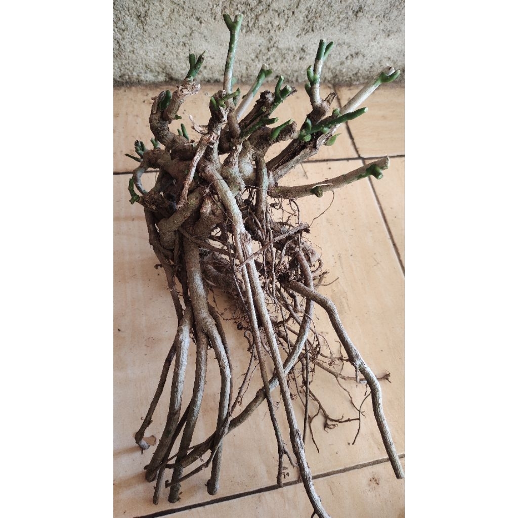 bahan bonsai Tlogosari realpic sesuai gambar