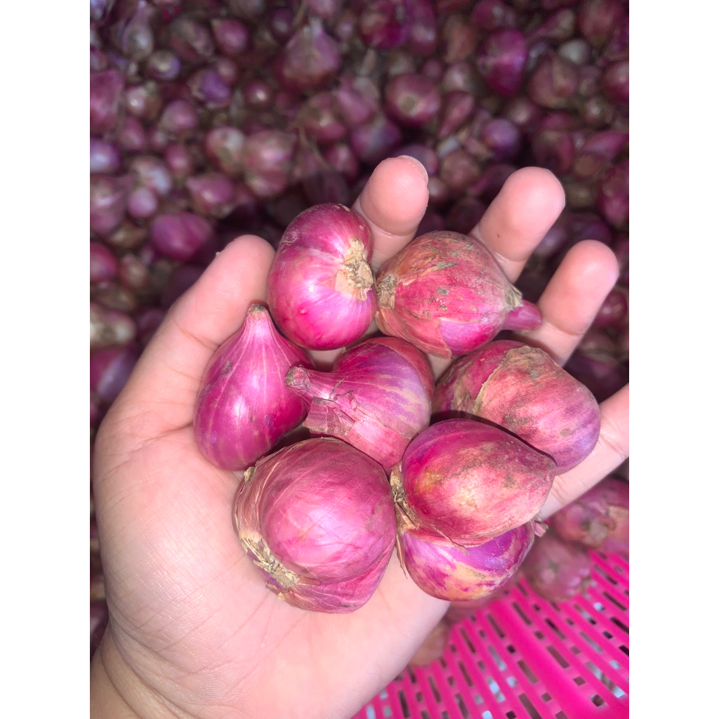 BAWANG MERAH PROBOLINGGO