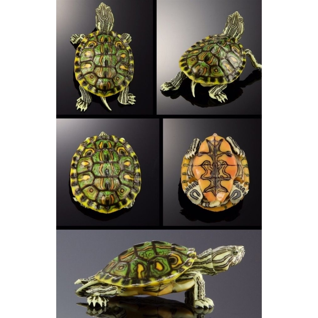 hiasan akuarium kura Red Belly Nelsoni (RBN)