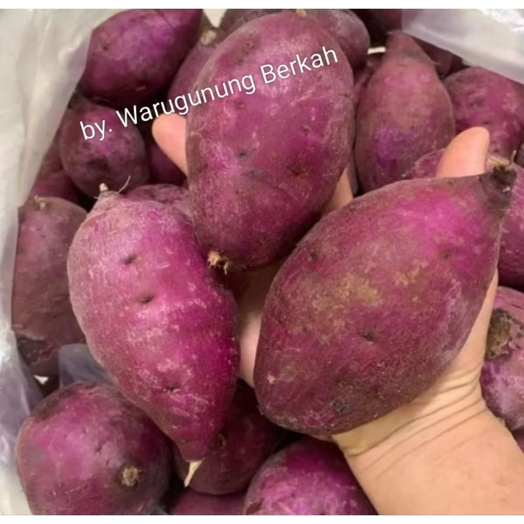 UBI UNGU MURASAKI PACET/TRAWAS