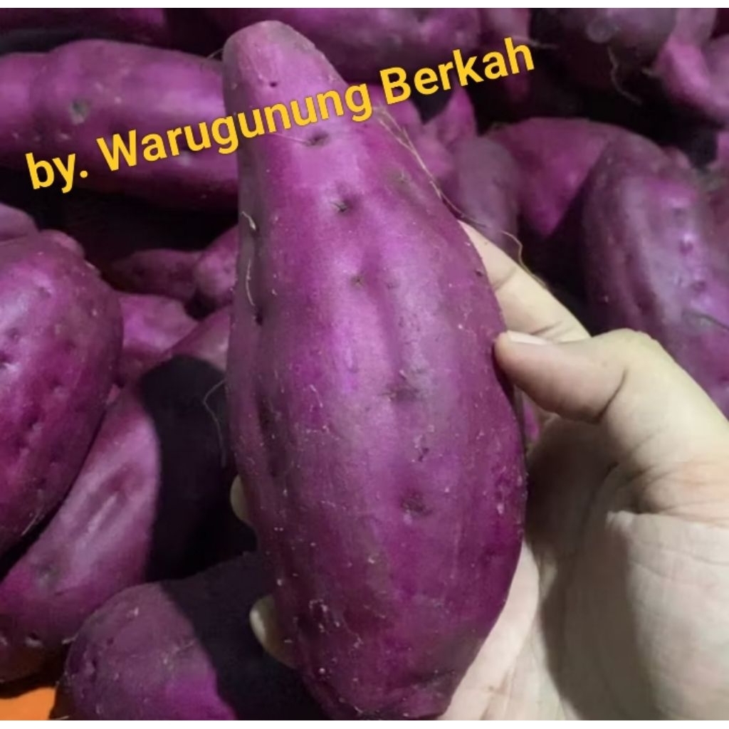 UBI UNGU MURASAKI PACET/TRAWAS