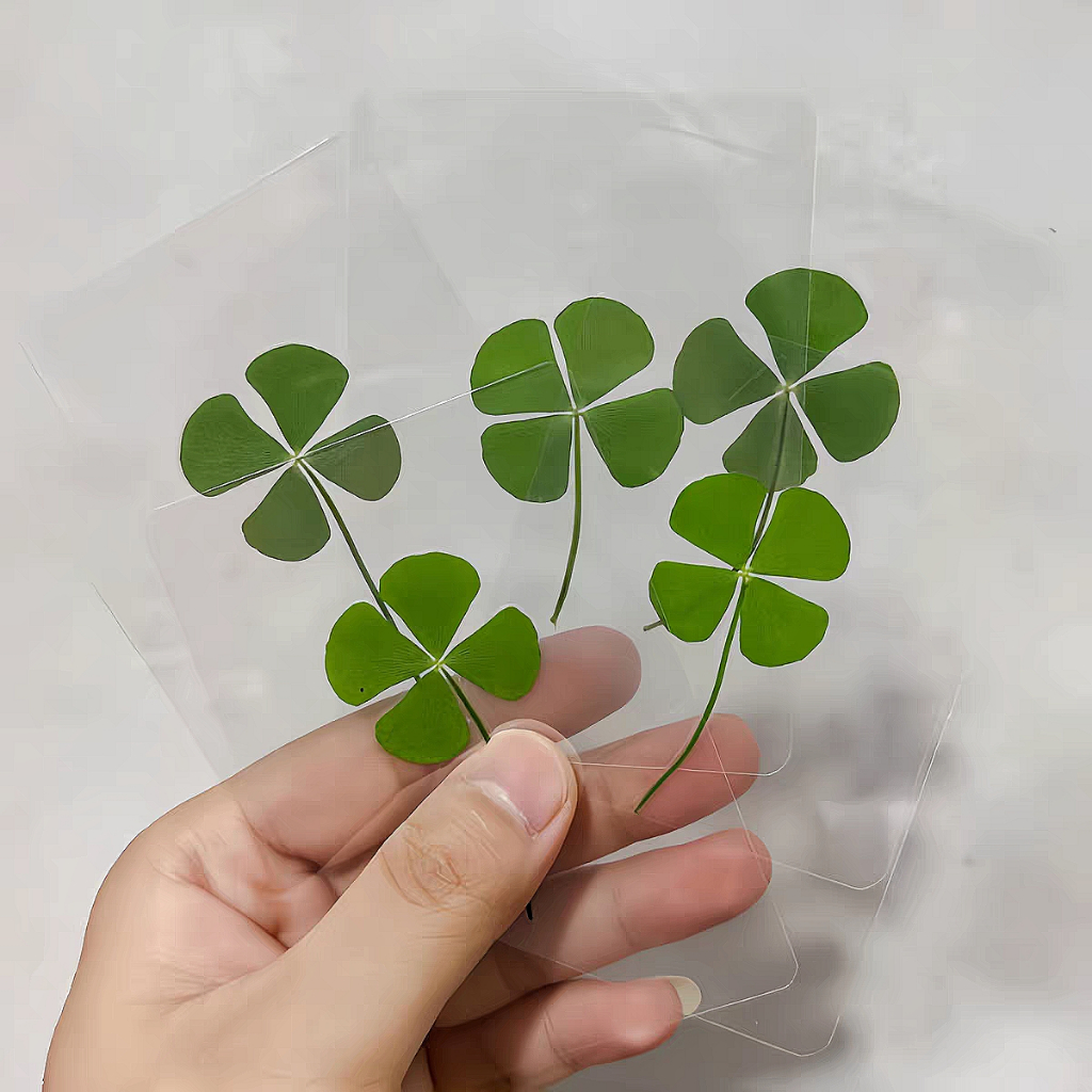 Laminated Clover Asli Daun Clover Daun Semanggi Daun Maple Asli Laminasi Can This Love Be Translated