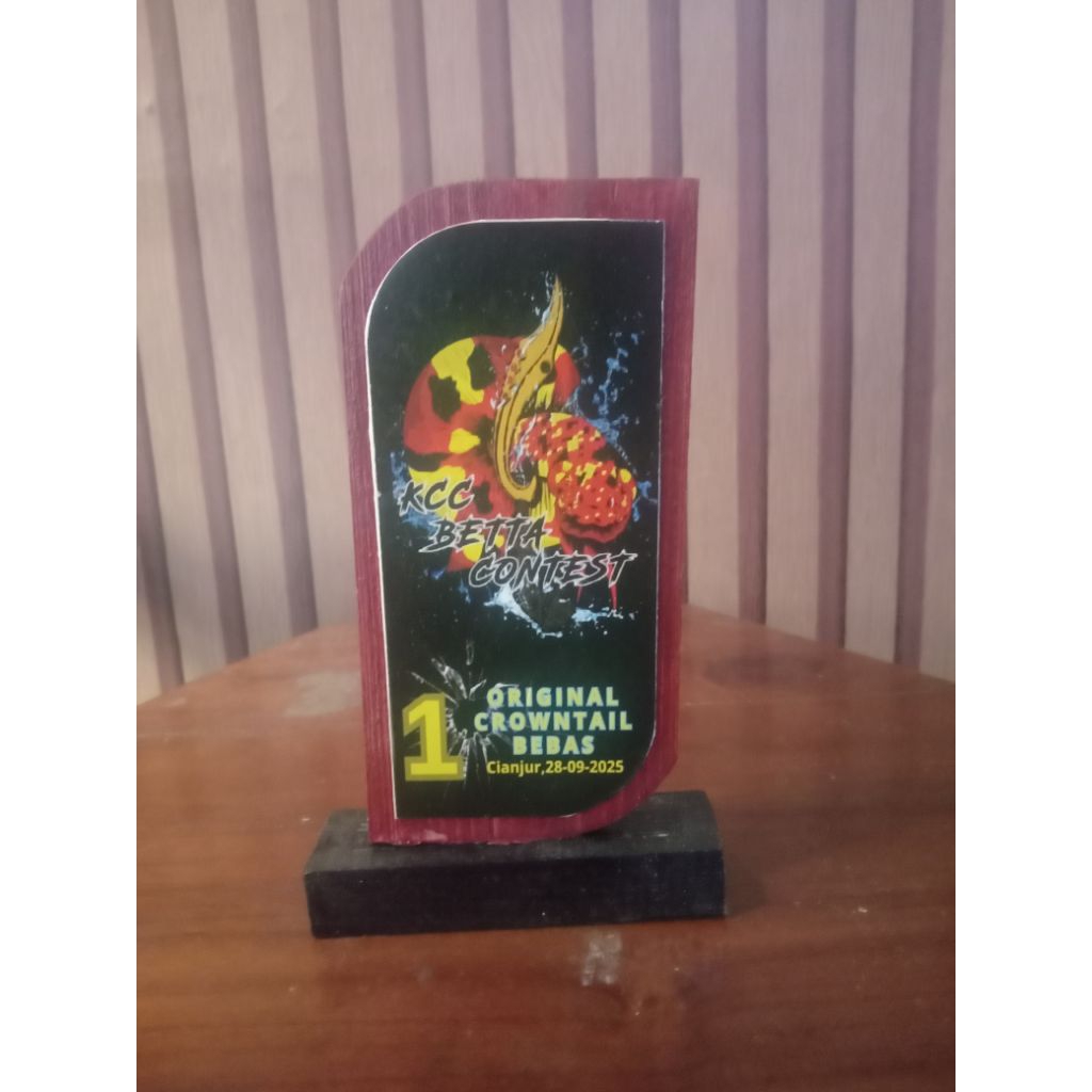 ready baru piala kontes ikan cupang ,kcc Betta contest cianjur