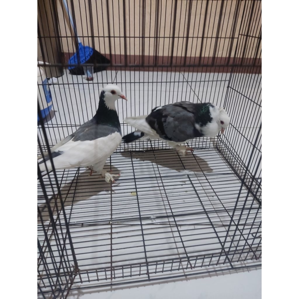merpati blantong megan