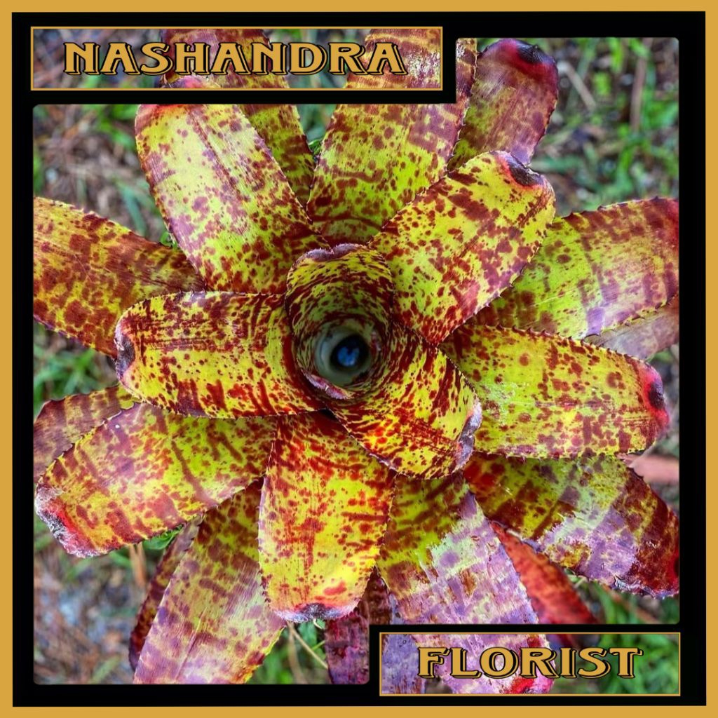 Tanaman Hias Bunga Bromelia Tiger