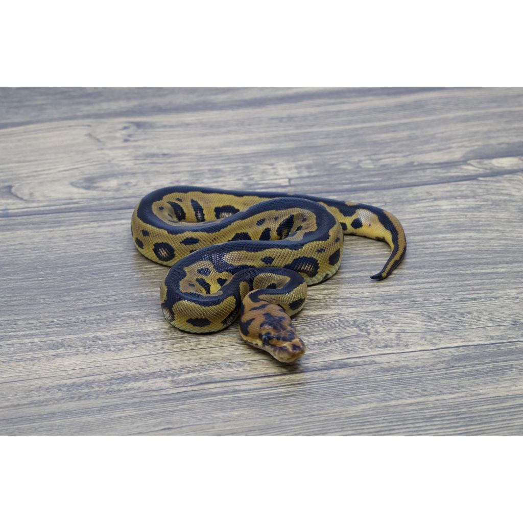 Ballpython Leopard Clown Het Lavender Female