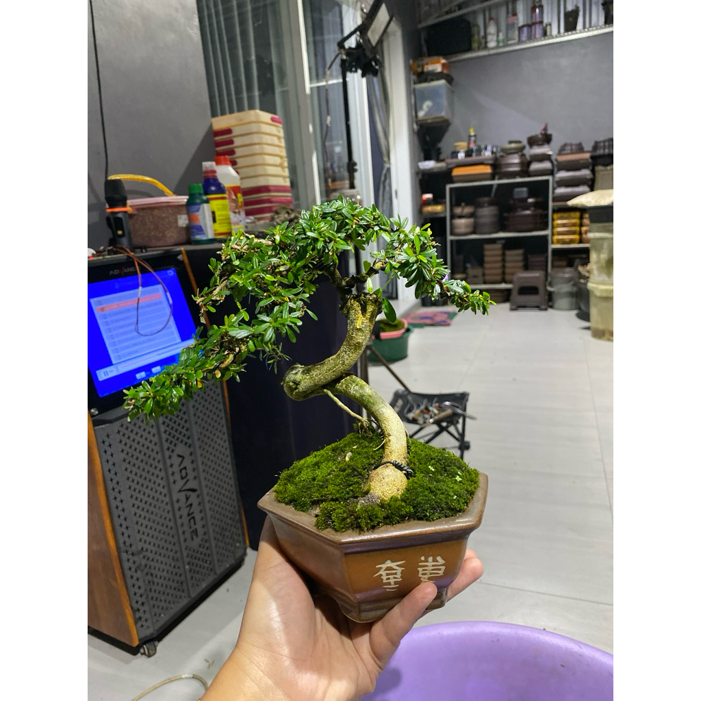 bonsai Saeng simbur