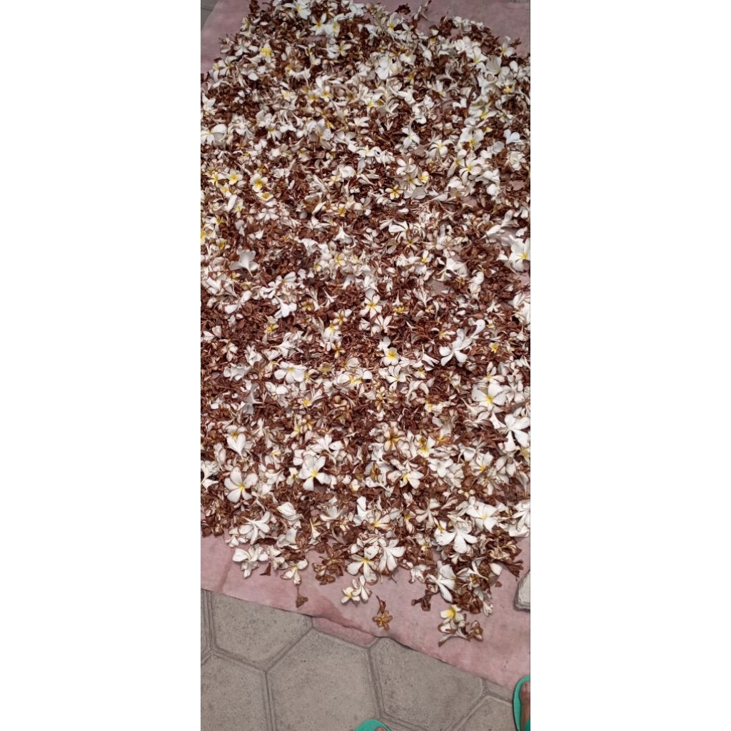 Bunga kamboja/cempaka kering 1kg