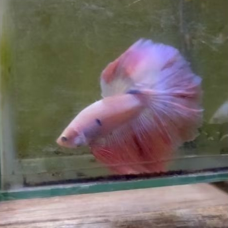Ikan Cupang Halfmoon Pink Sakura