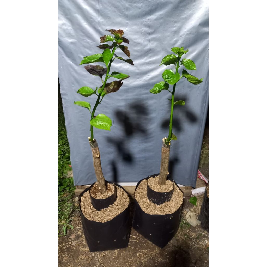 tanaman Bougenville citra black new grafting