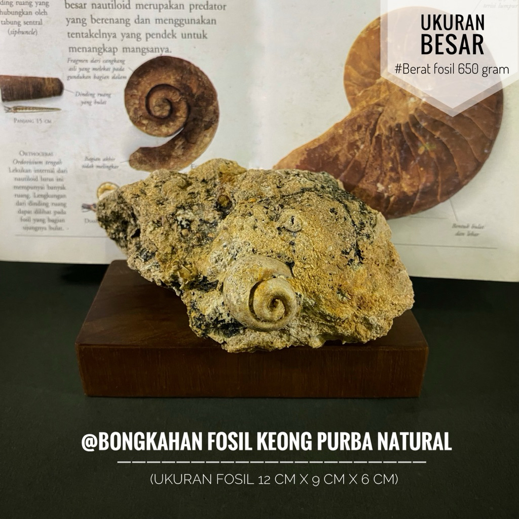 Bongkahan Fosil Keong Purba Natural atau Fosil Gastropoda atau Fosil Kol Buntet Alam atau Fosil Kera