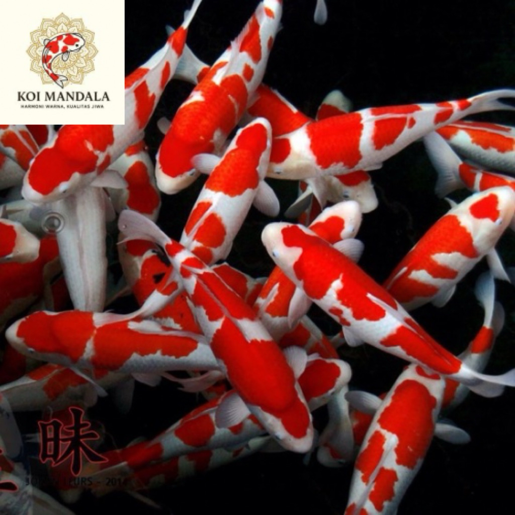 Hiasan akuarium Koi Kohaku blitar 15cm