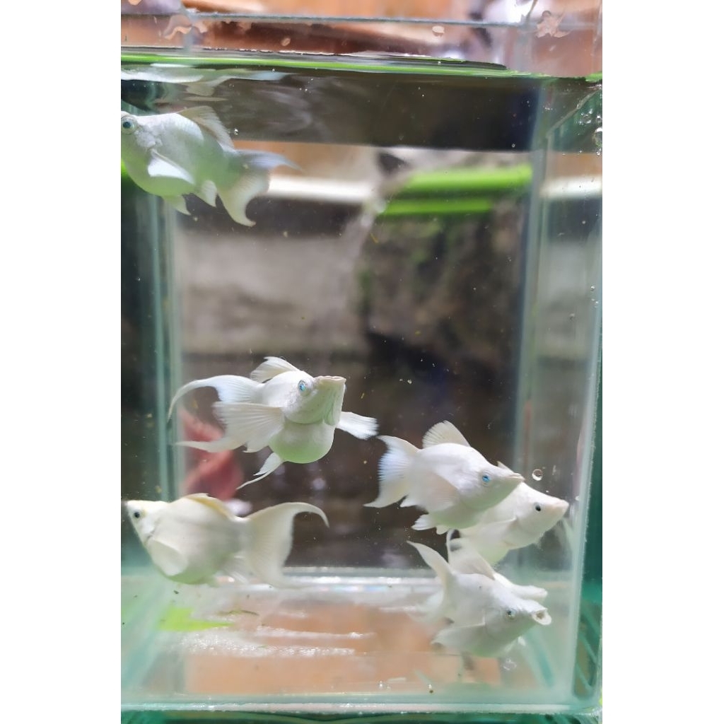 ikan molly platinum lyretail/ekor Cawang balon blue eye/mata biru size remaja ukuran S - M original 