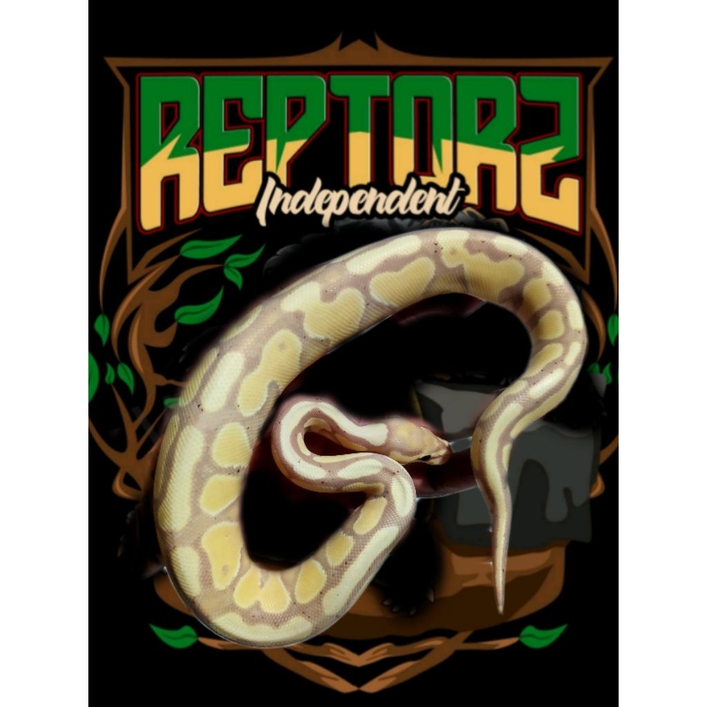 BP Ball Python Banana Gravel female
