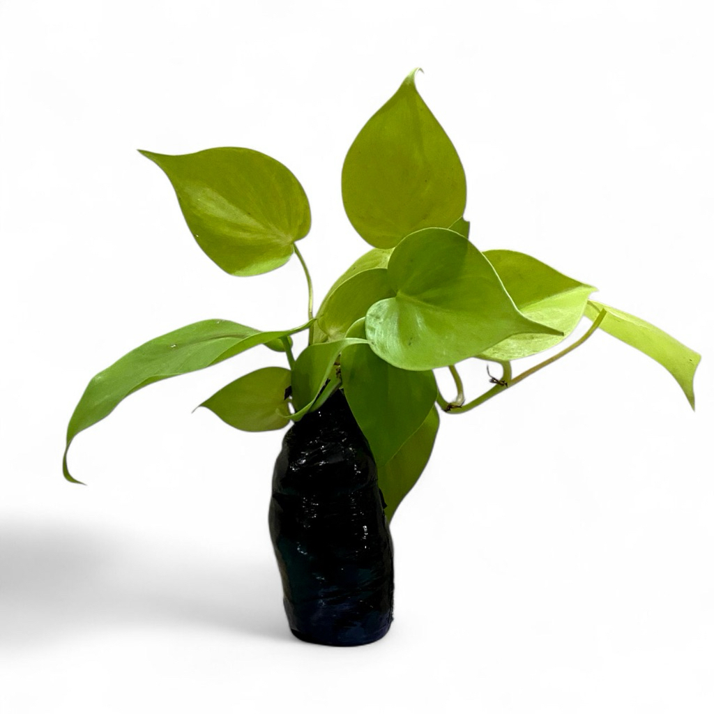 (BISA COD) PROMO Jenis Tanaman Hias Srigading lemon Tanaman Gantung Srigading Bisa Hidup Di Air