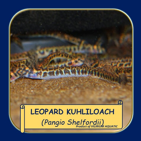 IKAN HIAS AIR TAWAR - KUHLI LOACH LEOPARD / KUHLILOACH LEOPARD (IKAN PEMBERSIH DASAR AQUARIUM)