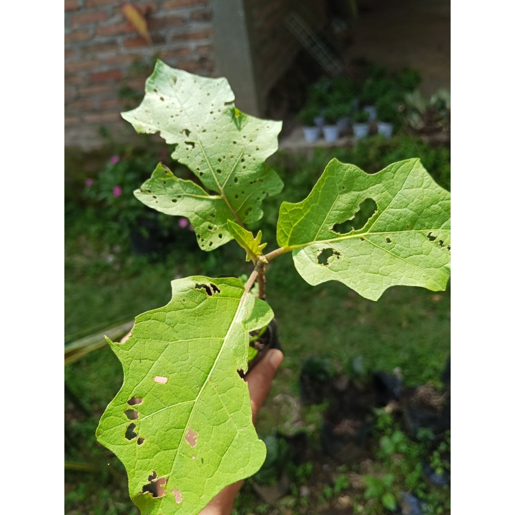 terong pokak/takokak/terong hutan