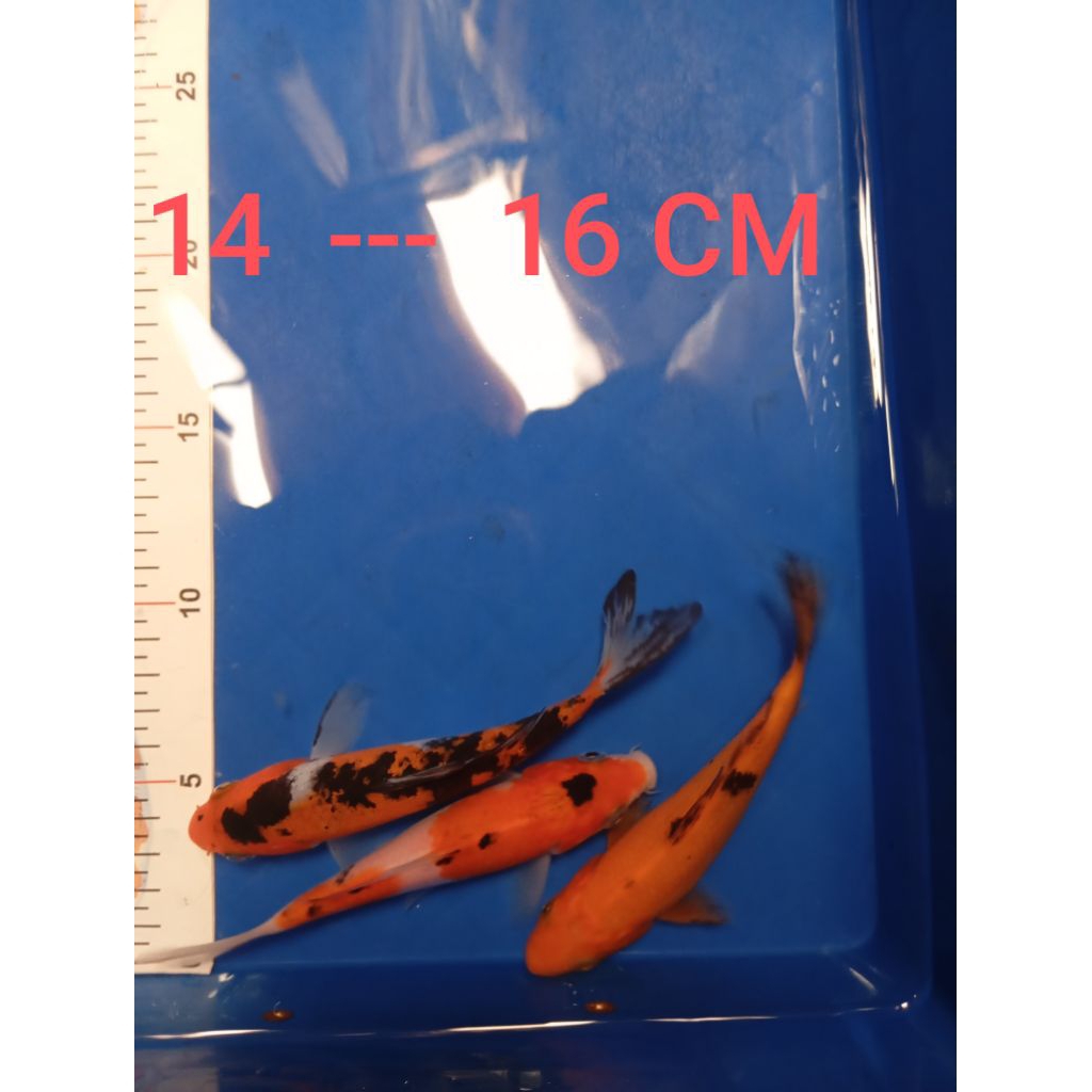 Ikan koi Blitar jeNis SanKE,sHoWa dan UtsuRi (paket 3 buntut)