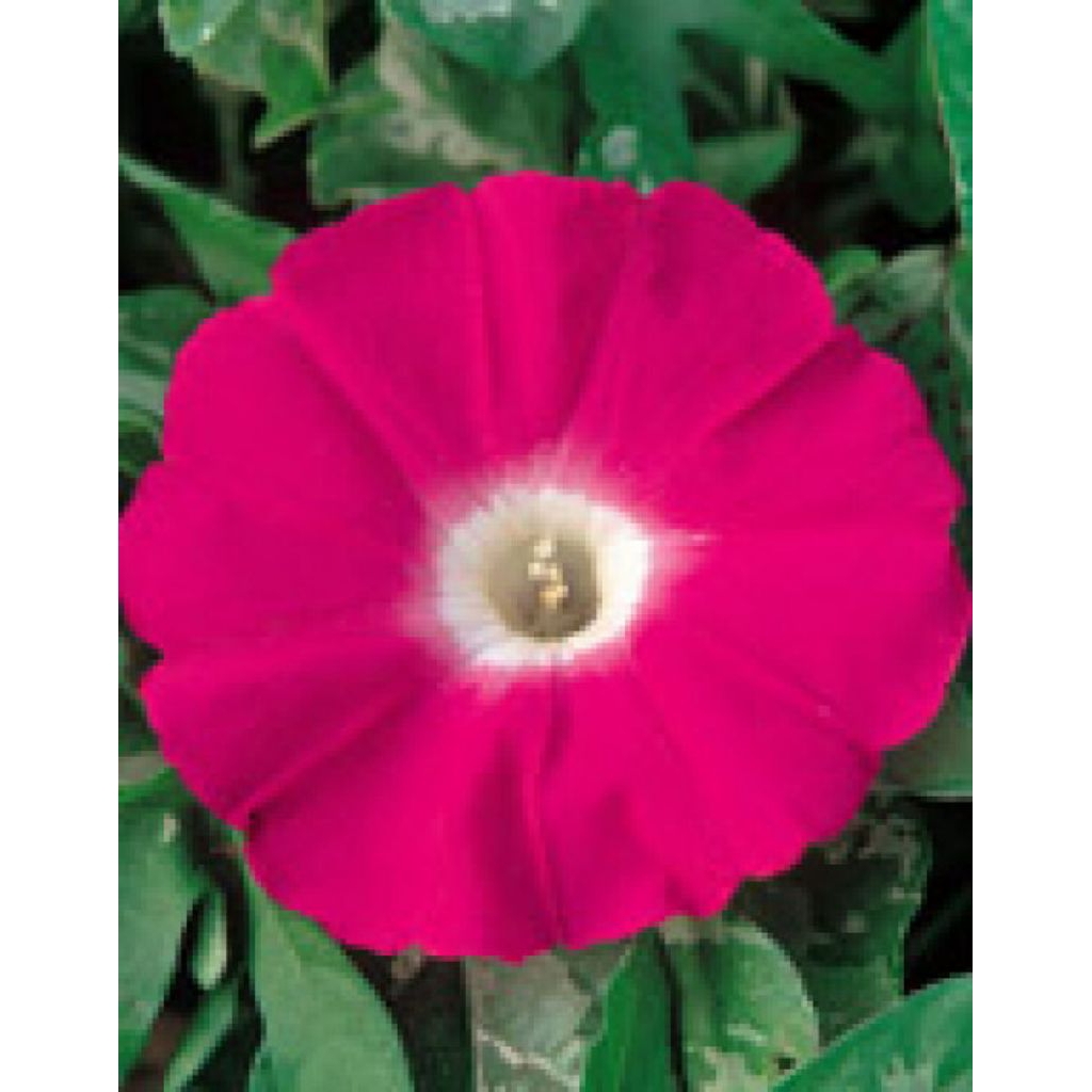 Japanese Morning Glory Crimson of Dawn