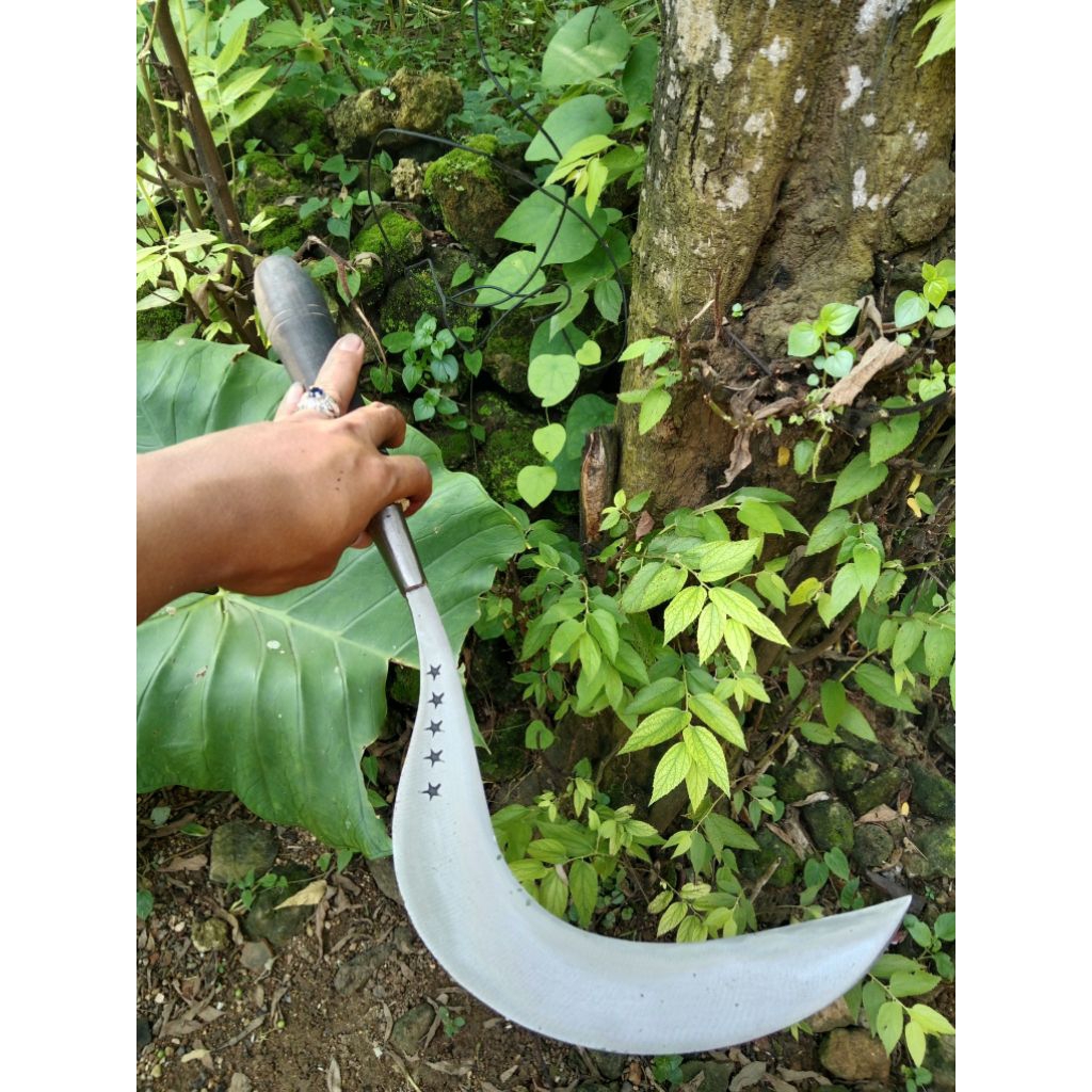Alat berkebun tradisional Sabit/arit pemangkas padi rumput khas madura