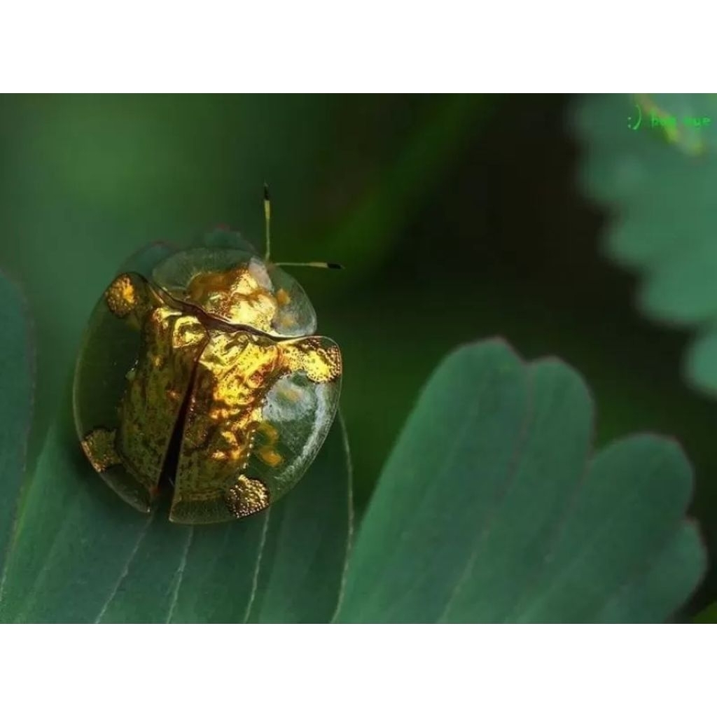 Kepik emas Hidup 10 ekor