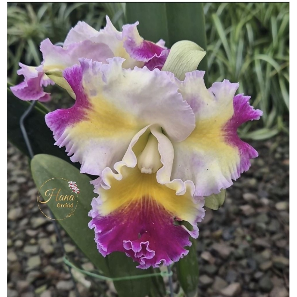 Anggrek knop cattleya color guard magic color