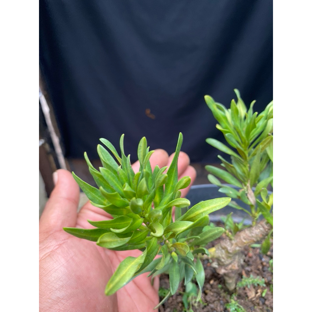 Bahan Bonsai Lohansung Twister