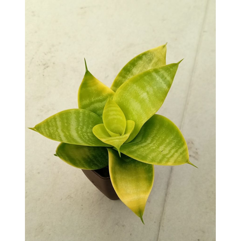 Sansevieria Hahnii Lime