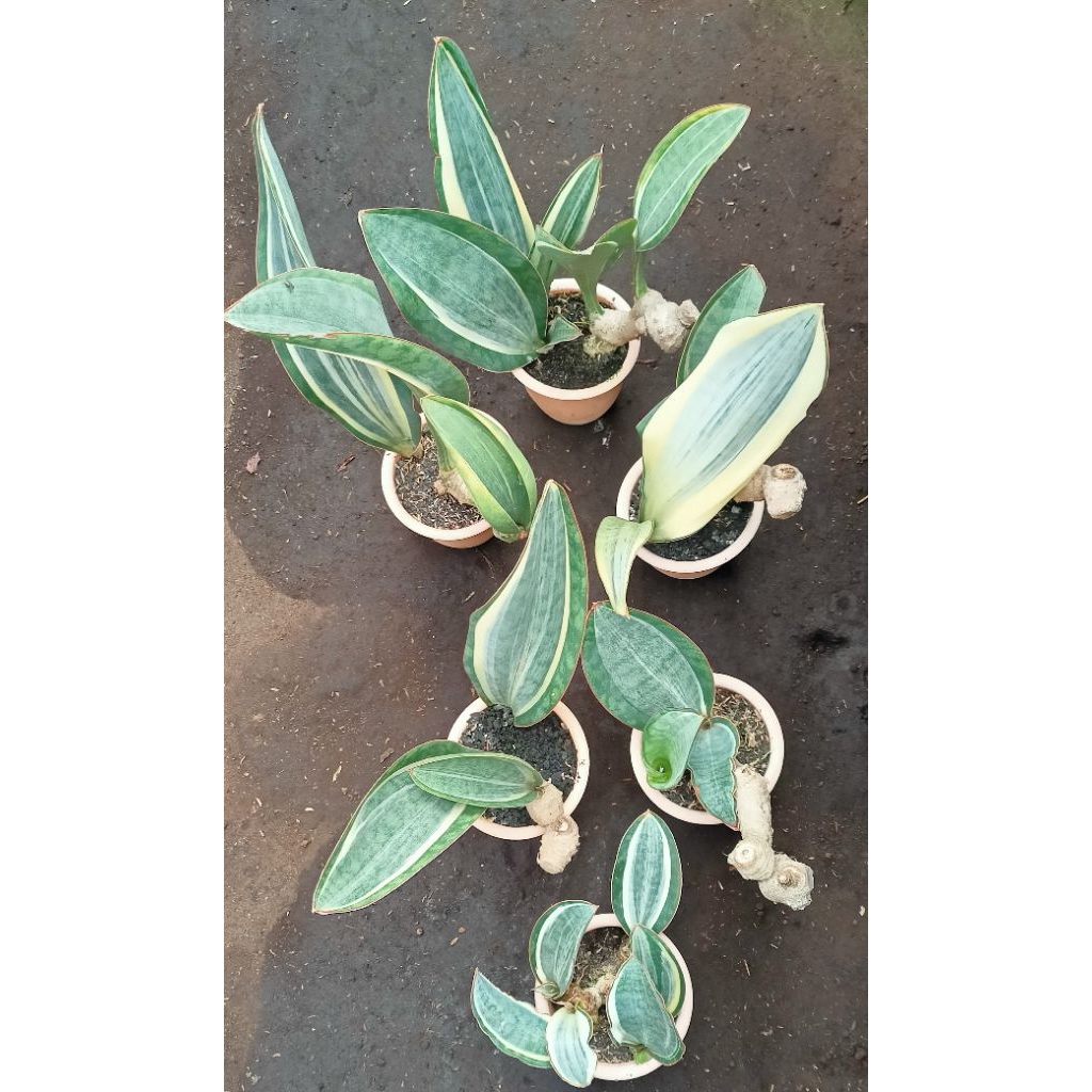 Sansevieria masoniana berbongol besar /pot