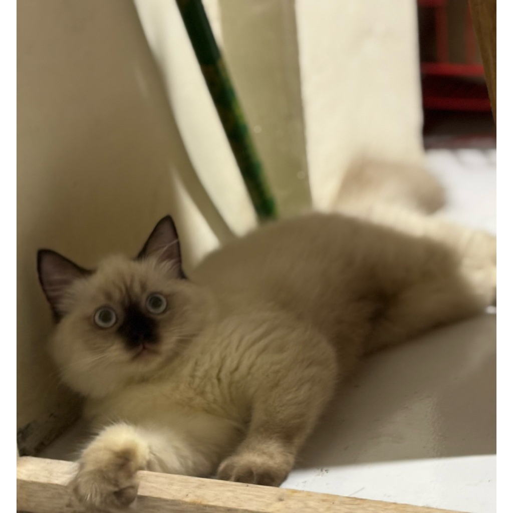 kitten betina mix ragdoll
