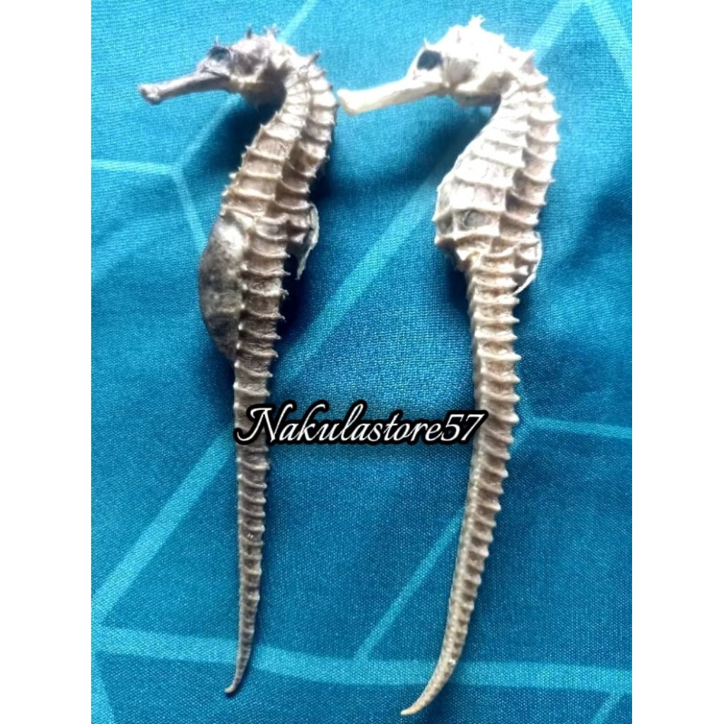 Kuda Laut Kering JUMBO grade A Super (1pcs)