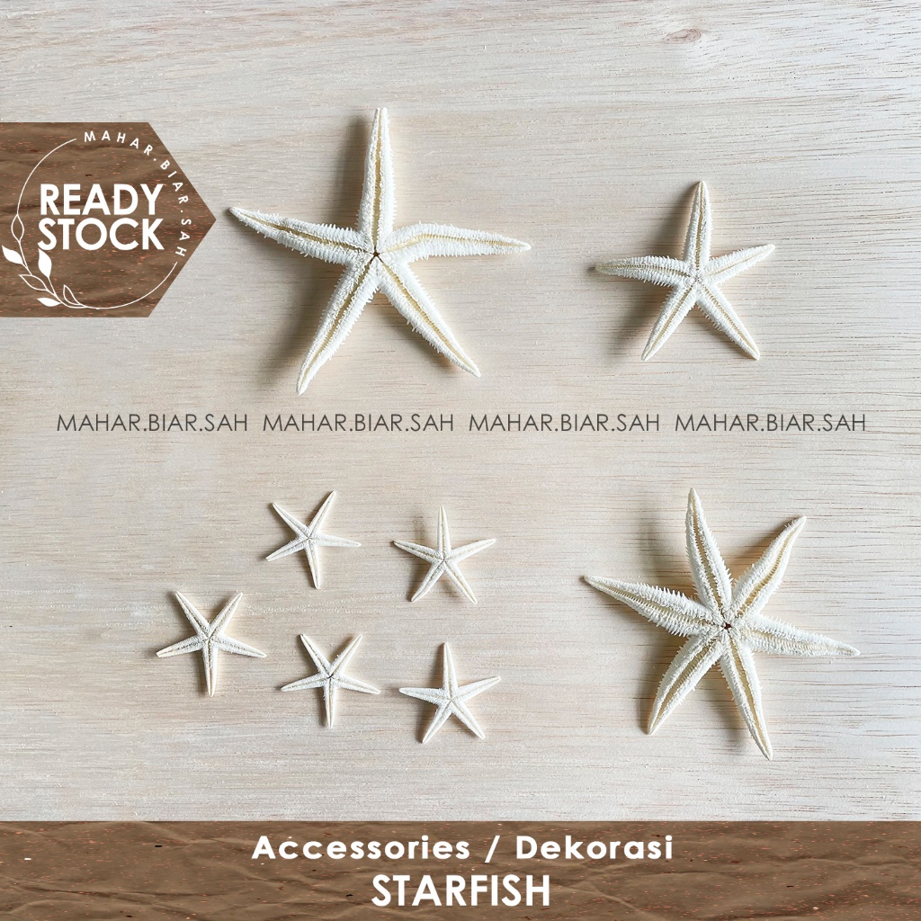 RS Starfish / Bintang Laut / Sea Shell Sand Beach / Dekorasi Mahar / Hiasan Mahar / Bintang Laut / S