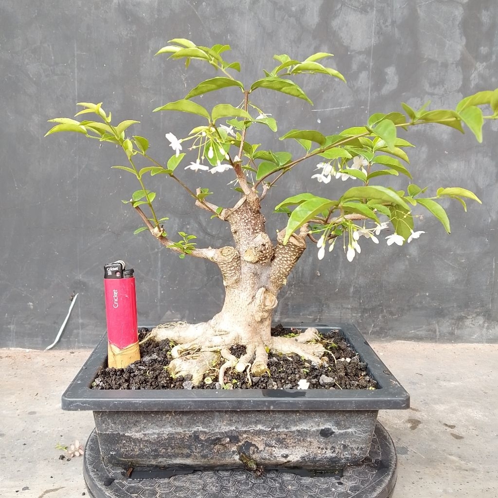 Bahan bonsai mame small anting putri