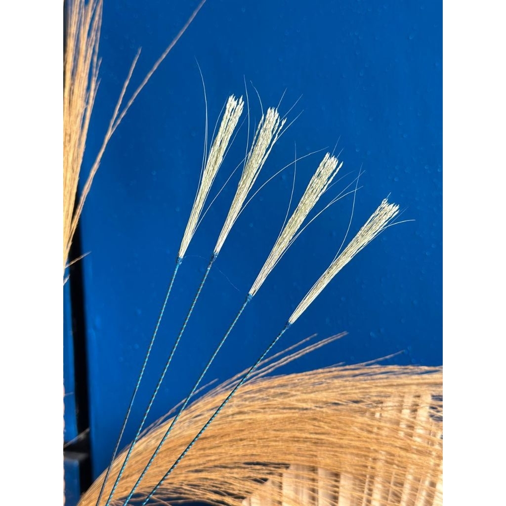 kili jangkrik gandum kumis kucing