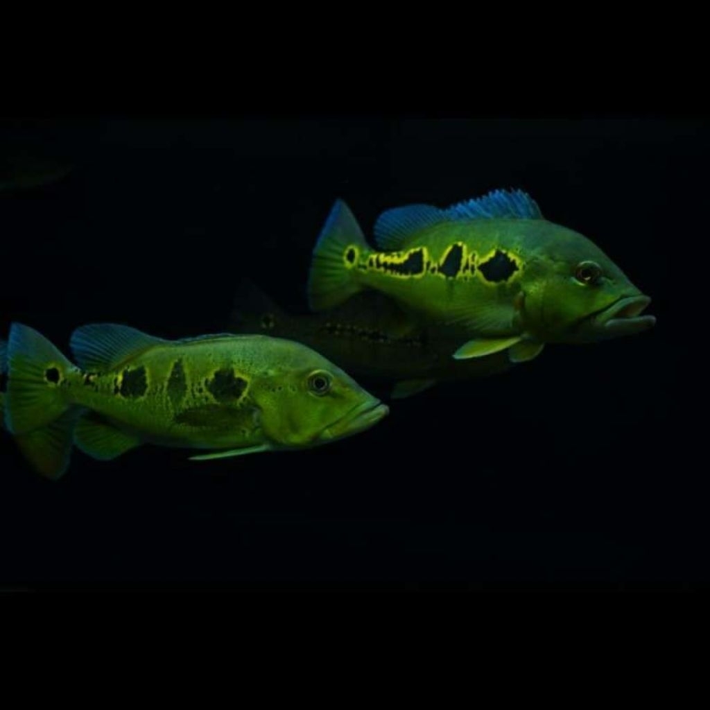 Pbass (Peacock Bass) Orinoco