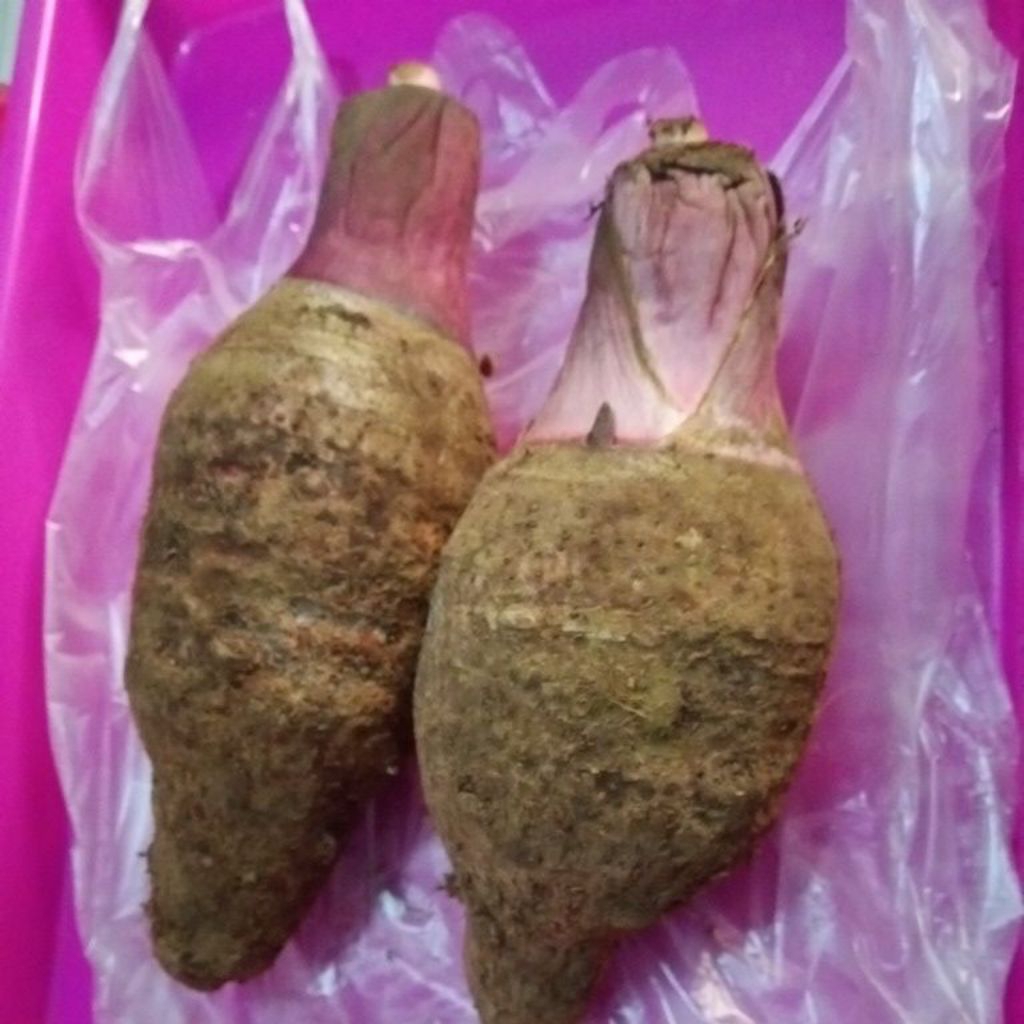 Umbi Bentol / Bentul / BentoelTalas segar