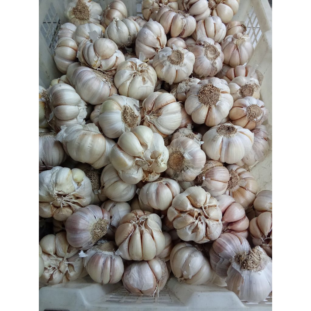 bawang putih 1 kg/bawang putih sico 1 kg/bawang putih/ bawang sico/bawang 1 kg/bawang/bawang Lanang/
