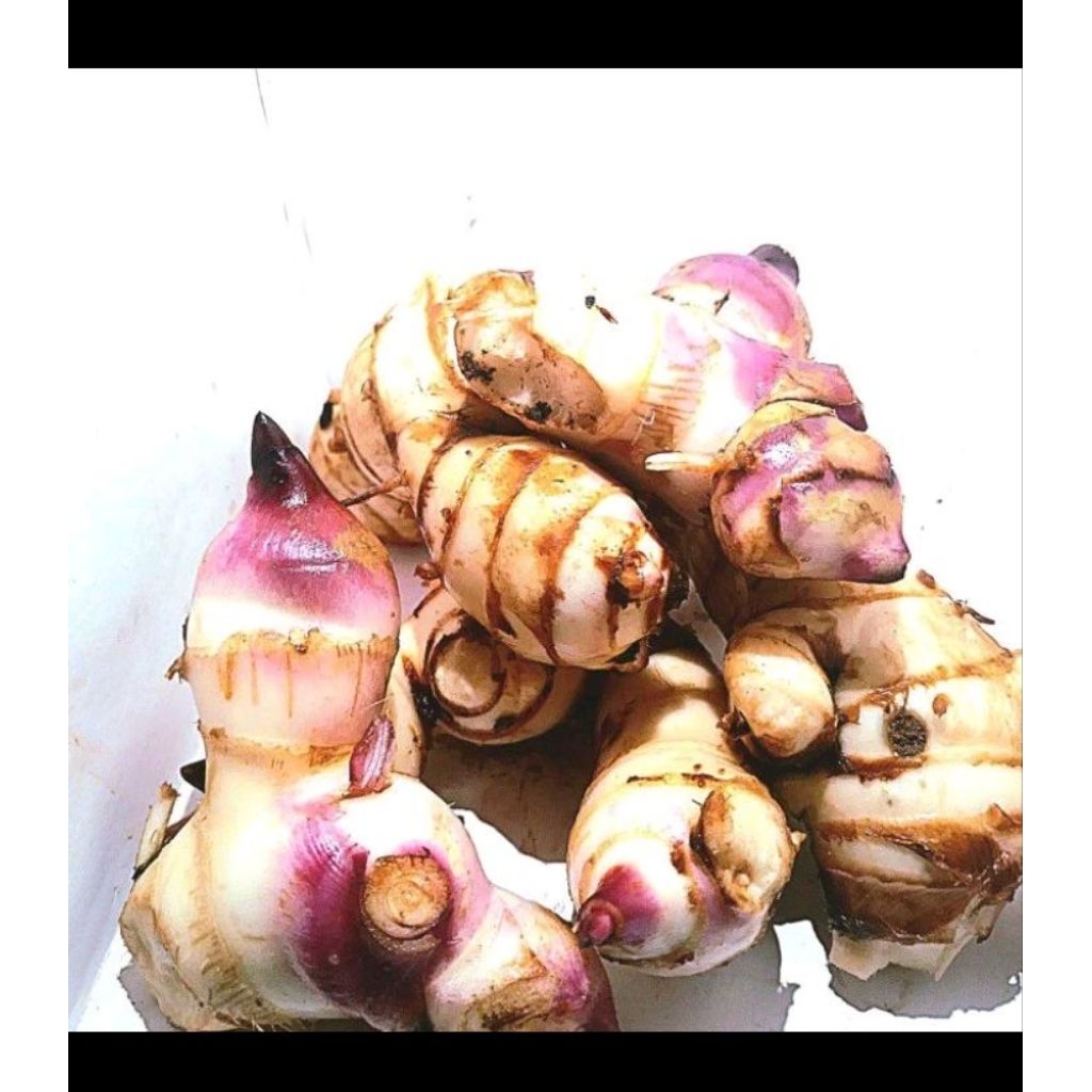 1kg umbi ganyong merah /umbi ganyong segar