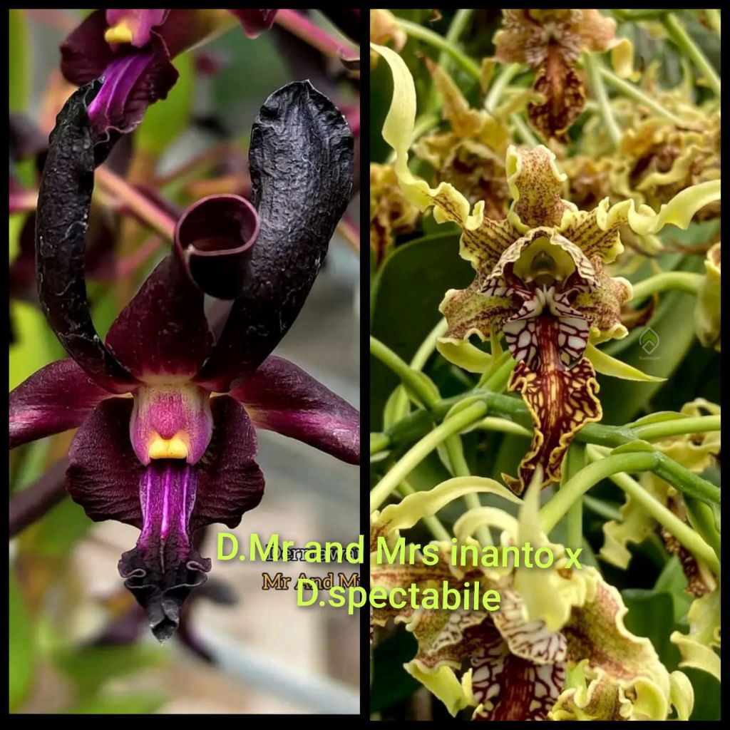 Dendrobium Mr And Mrs Inanto x Dendrobium spectabile,sedling